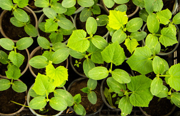 seedlings of cucumbers 