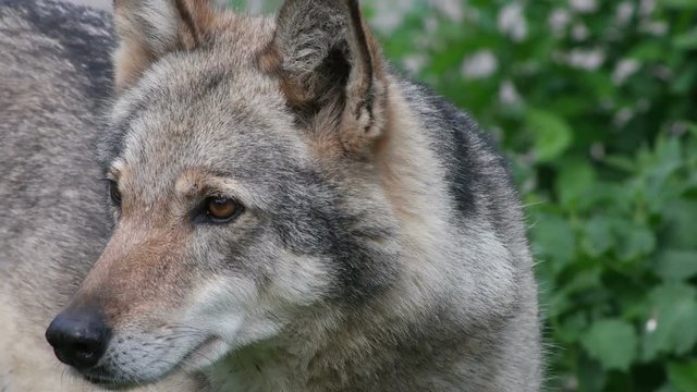 Gray wolf staring, close-up 
