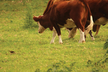 Cows grazing in a field