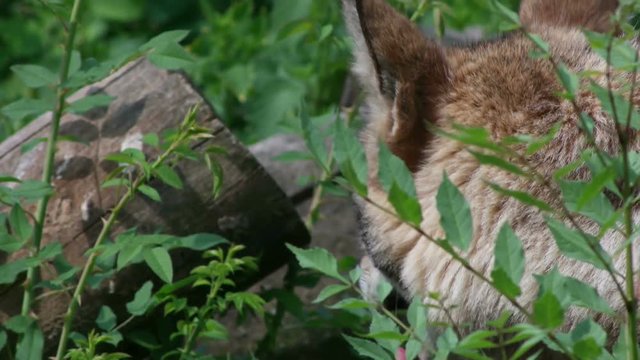 muzzle wolf, close-up