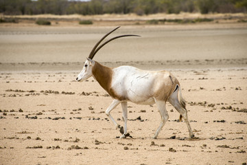 Oryx algazelle, Oryx dammah
