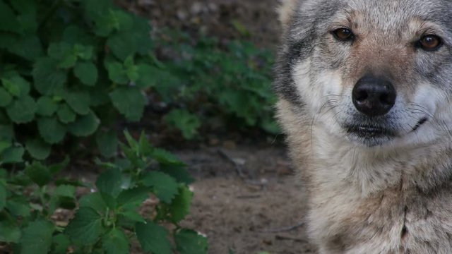 head gray wolf, close-up