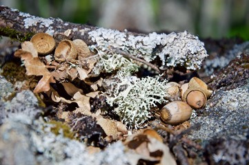 Lichen and acorns