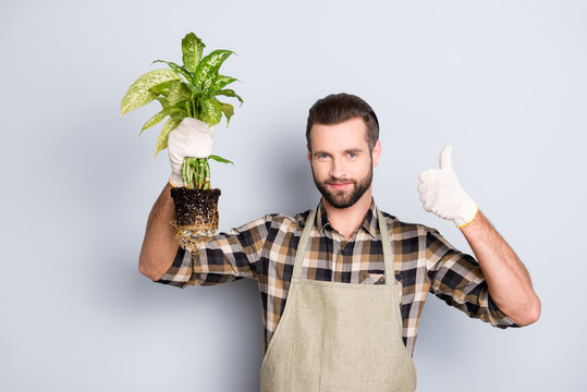 Portrait of attractive florist with stubble showing demonstrate house diffenbachia with soil and thumb up, yes, done sign with finger isolated on grey background, advertisement concept