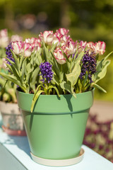 Pot with typical Dutch tulips and hyacinth flowers