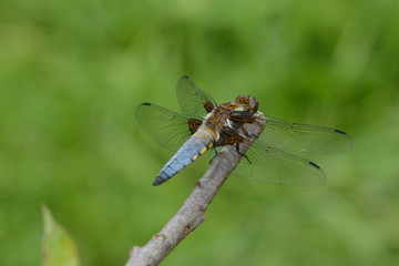 Male Broad-bodied Chaser or Libellula depressa resting on a branch
