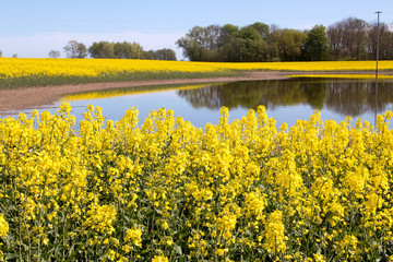 Rapsfeld im Frühling mit Strommast auf der Insel Rügen