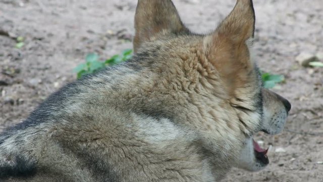 Gray wolf looking, close-up 