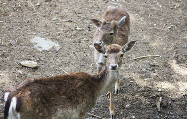 Portrait of two young fallow deers.