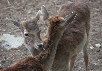 Fototapeta premium Portrait of two young fallow deers. (Dama dama) is herbivore mammal of the order (Artiodactyla)