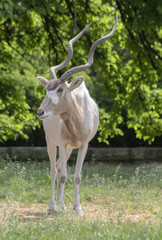 Portrait on antilopa Adax. (Addax nasomaculatus) 