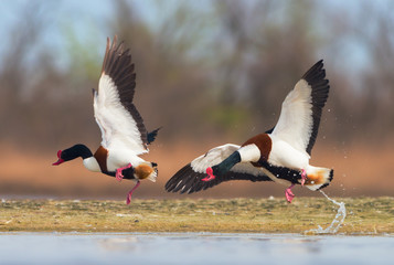 Common shelduck male chasing rival from territory - Tadorna tadorna