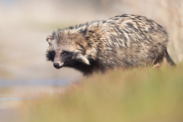 Raccoon dog (Nyctereutes procyonoides)