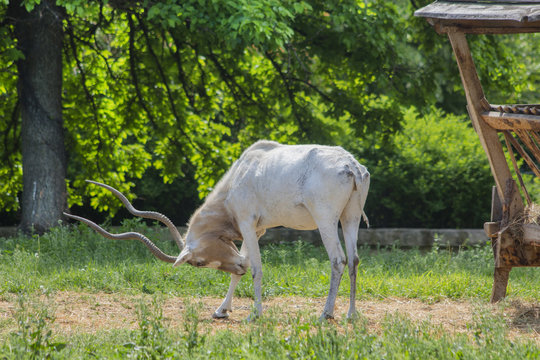 Portrait on antilopa Adax. (Addax nasomaculatus) is a type of horse antelope.