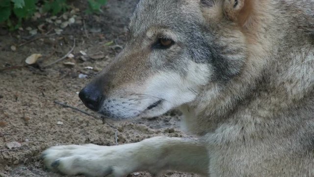 Gray wolf looking, close-up 