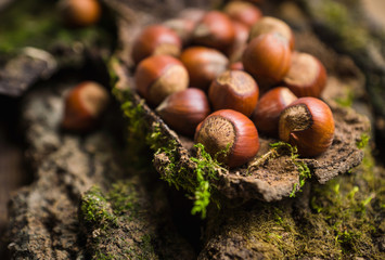 Hazelnuts on the bark. Selective focus.