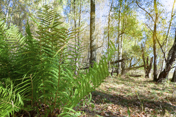Green paportnik in the wild
