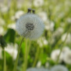 Löwenzahn - Pusteblume im Frühling