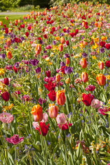 Obraz premium Field with colorful Dutch tulips