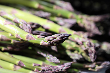 Industrial production of asparagus. Picking young asparagus. Growing juicy asparagus. Packing of asparagus on an industrial conveyor. 