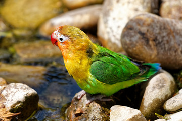 Inséparable © Olympixel