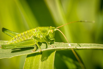 insect