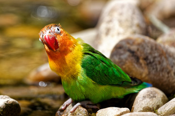 Inséparable © Olympixel