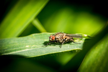 insect