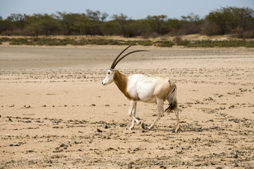 Oryx algazelle, Oryx dammah