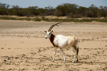 Oryx algazelle, Oryx dammah
