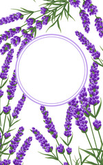 background of purple lavender flowers, watercolor style flowers. elegant flowers. vector background.lavender background for text, greeting card, invitation, banner, business cards, template.