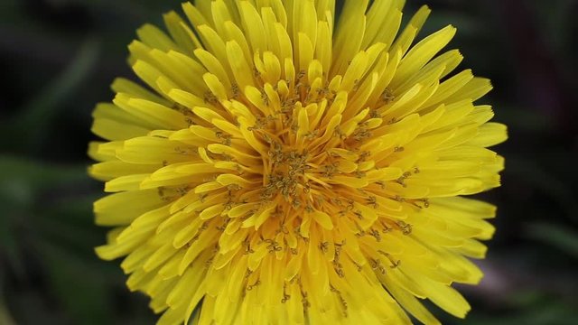 Blooming dandelion close-up