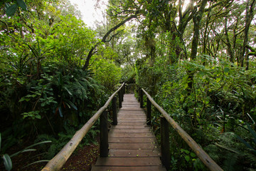 Wooden trail through the rainforest of God's Window viewpoint in Blyde River Canyon area in Mpumalanga Province of South Africa