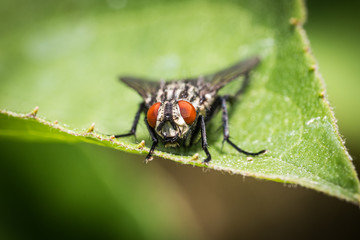 insect