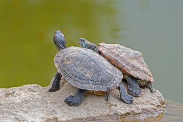 Obraz premium tortoises on a stone