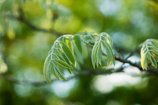 Green young leaves of Amur maackia (Maackia amurensis in latin)