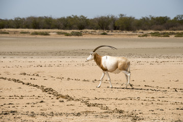 Oryx algazelle, Oryx dammah