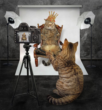 The cat photographer makes a photo of the king in his photo studio.