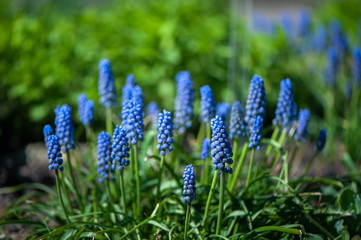 Spring summer background, blooming blue hyacinth on a green glade in the sun.