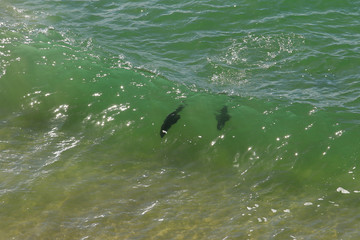 Naklejka premium Seals playing in the waves of the Indian Ocean in the Robberg peninsula near Plettenberg Bay on the Garden Route, Western Cape, South Africa