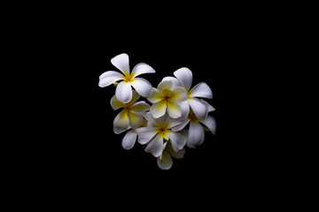 Naklejka premium yellow and white plumeria flower isolated on black background