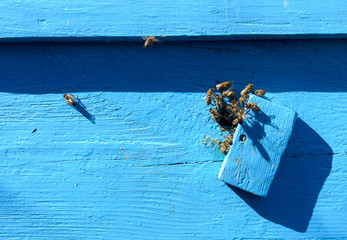 Bee on the blue texture