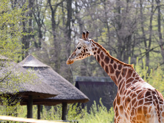 The giraffe walks around the catwalk outside on a sunny day.