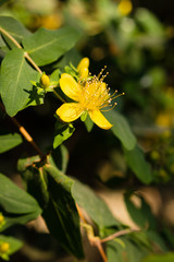 Hypericum grandifolium. Macro view