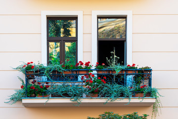 beautiful geranium flowers on the windowsill in the house