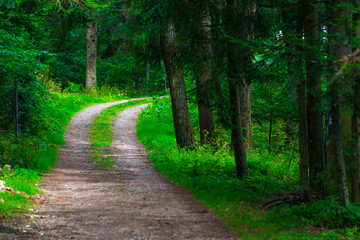 Fototapeta na wymiar a wide path in the summer green forest, landscape