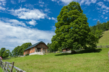 Obraz premium ein Bauernhaus mit grünem Feld und risiegem Baum