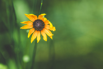 Yellow flower