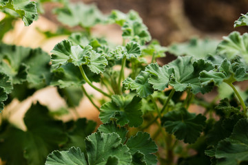  Green textured leaves of geranium pelargonium odoratissimum