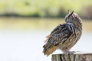 Naklejka premium Owl bird of prey standing in profile with rural background copy-space.